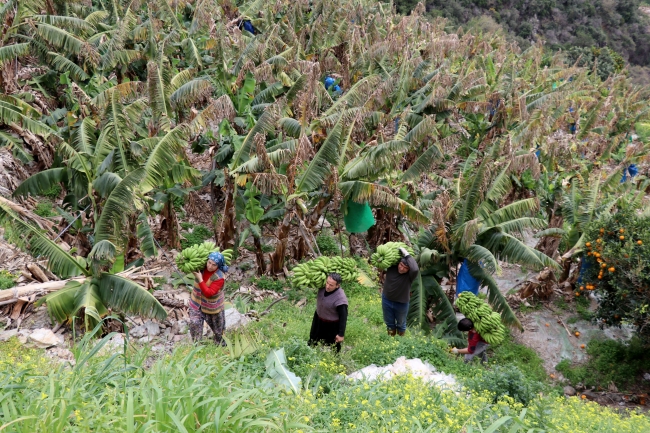 Muzda rekor fiyat üreticinin yüzünü güldürdü
