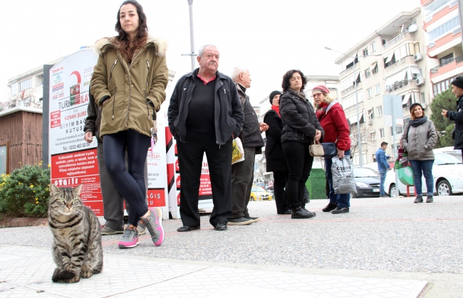 Sevimli kedi 4 yıldır süt almak için sıraya giriyor