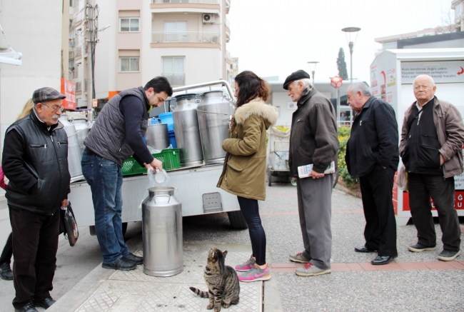 Sevimli kedi 4 yıldır süt almak için sıraya giriyor