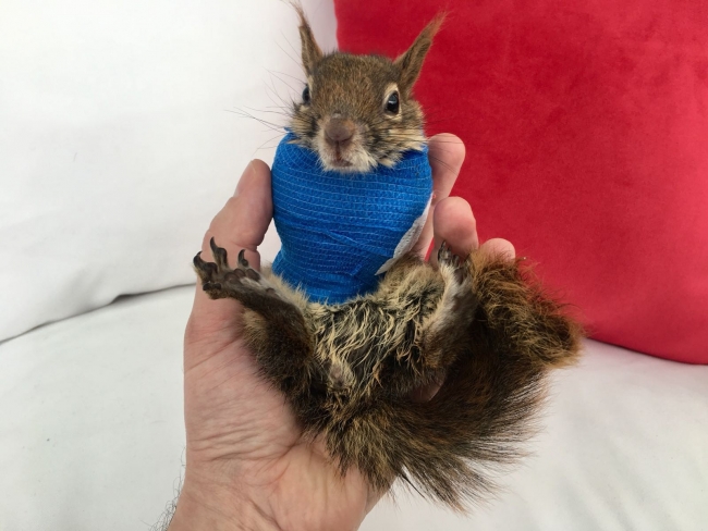 Ormana kurulan kapana sıkışan sincabın kolları kesilecek