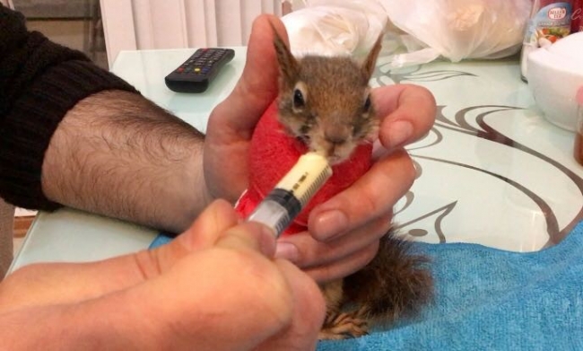 Ormana kurulan kapana sıkışan sincabın kolları kesilecek