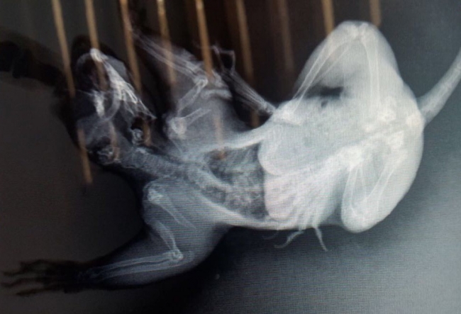 Ormana kurulan kapana sıkışan sincabın kolları kesilecek