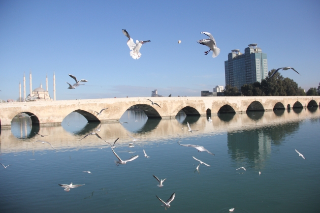 Martıların ekmek savaşı kartpostallık görüntüler oluşturdu