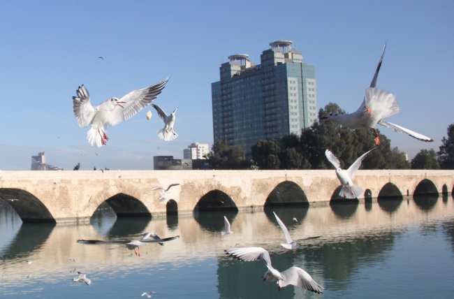 Martıların ekmek savaşı kartpostallık görüntüler oluşturdu