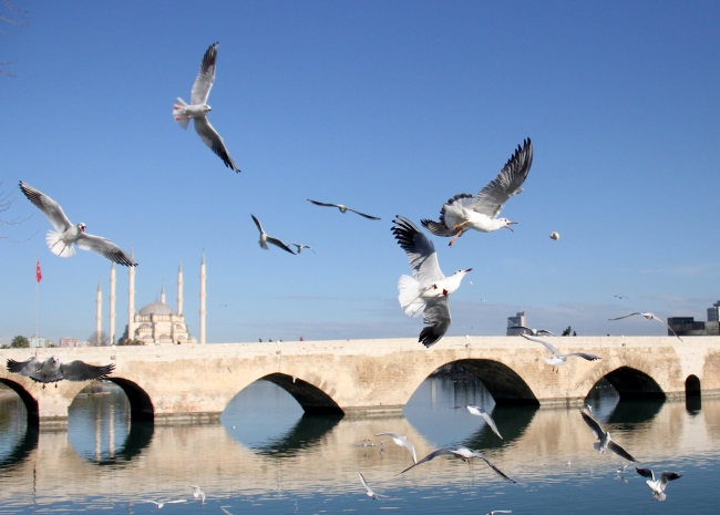 Martıların ekmek savaşı kartpostallık görüntüler oluşturdu