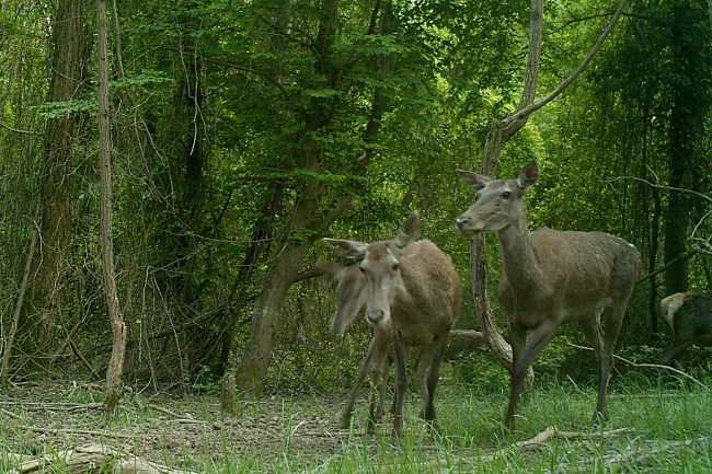İstanbul'un "utangaç sakinleri" objektife yansıdı