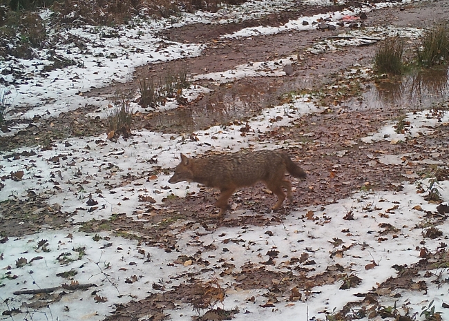 İstanbul'un "utangaç sakinleri" objektife yansıdı