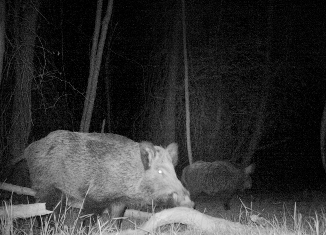 İstanbul'un "utangaç sakinleri" objektife yansıdı