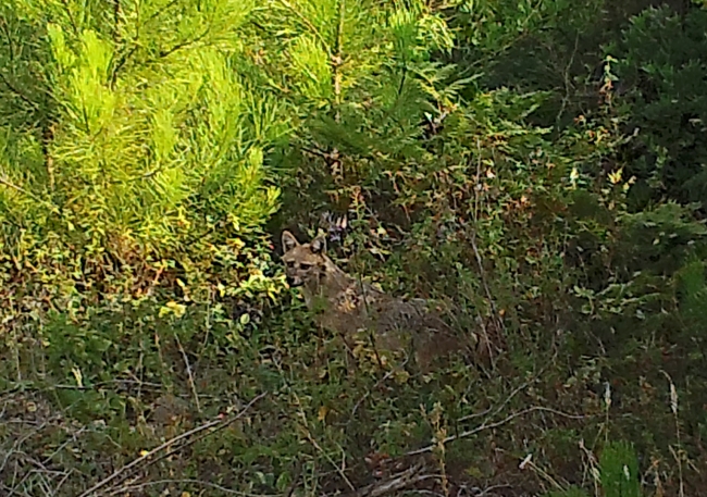İstanbul'un "utangaç sakinleri" objektife yansıdı