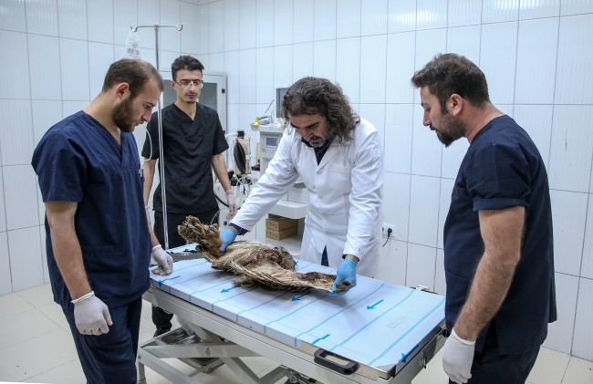 Yaban hayvanları rehabilitasyon merkezinde yaşama tutunuyor