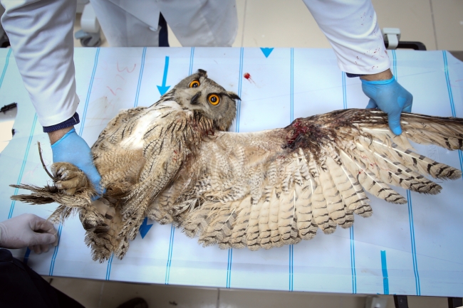 Yaban hayvanları rehabilitasyon merkezinde yaşama tutunuyor