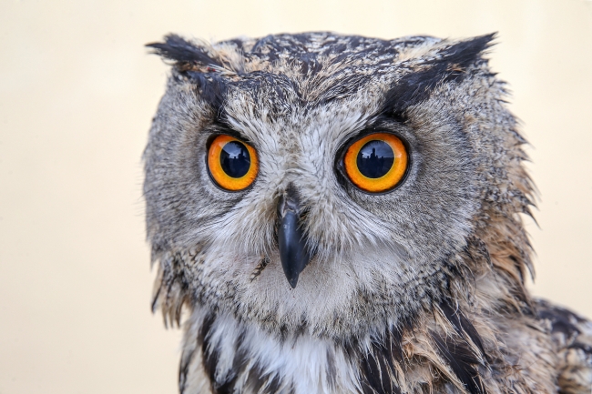 Yaban hayvanları rehabilitasyon merkezinde yaşama tutunuyor