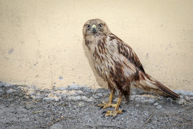 Yaban hayvanları rehabilitasyon merkezinde yaşama tutunuyor