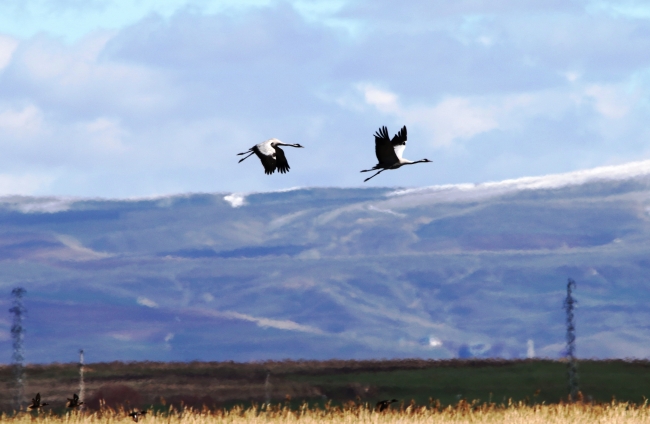 Sazlık Gölü'nde "turna nöbeti" tutuluyor
