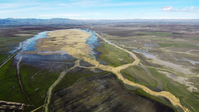 Sazlık Gölü'nde "turna nöbeti" tutuluyor