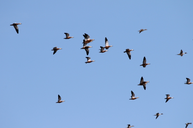 Sazlık Gölü'nde "turna nöbeti" tutuluyor