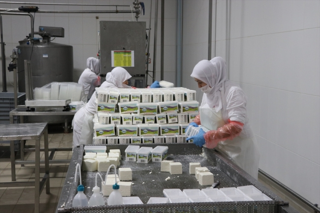 FETÖ'den TMSF'ye devredilen Aynes, cirosunu yüzde 40 artırdı