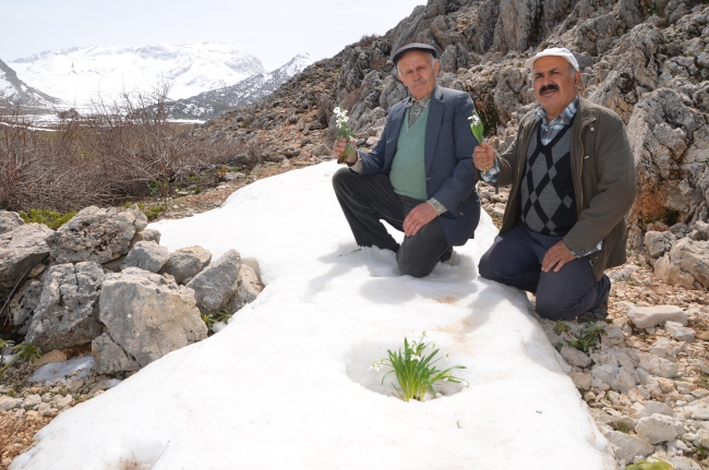Baharın habercisi kardelenler, kendini gösterdi