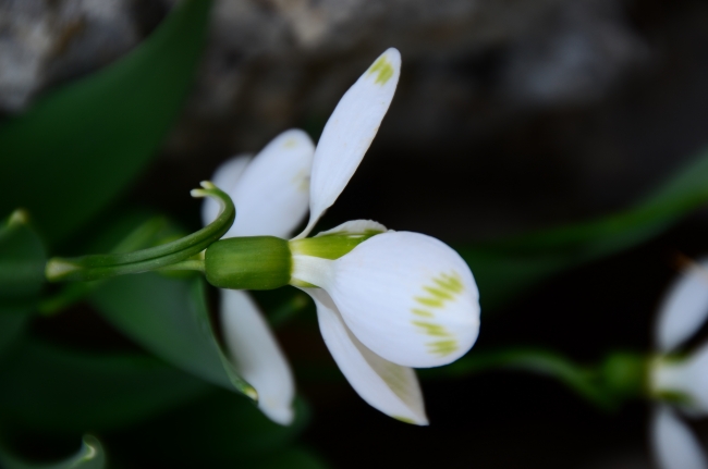 Baharın habercisi kardelenler, kendini gösterdi