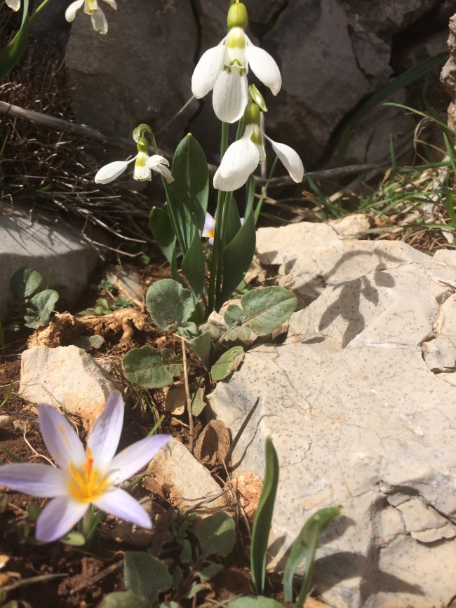 Baharın habercisi kardelenler, kendini gösterdi