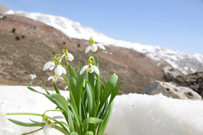 Baharın habercisi kardelenler, kendini gösterdi