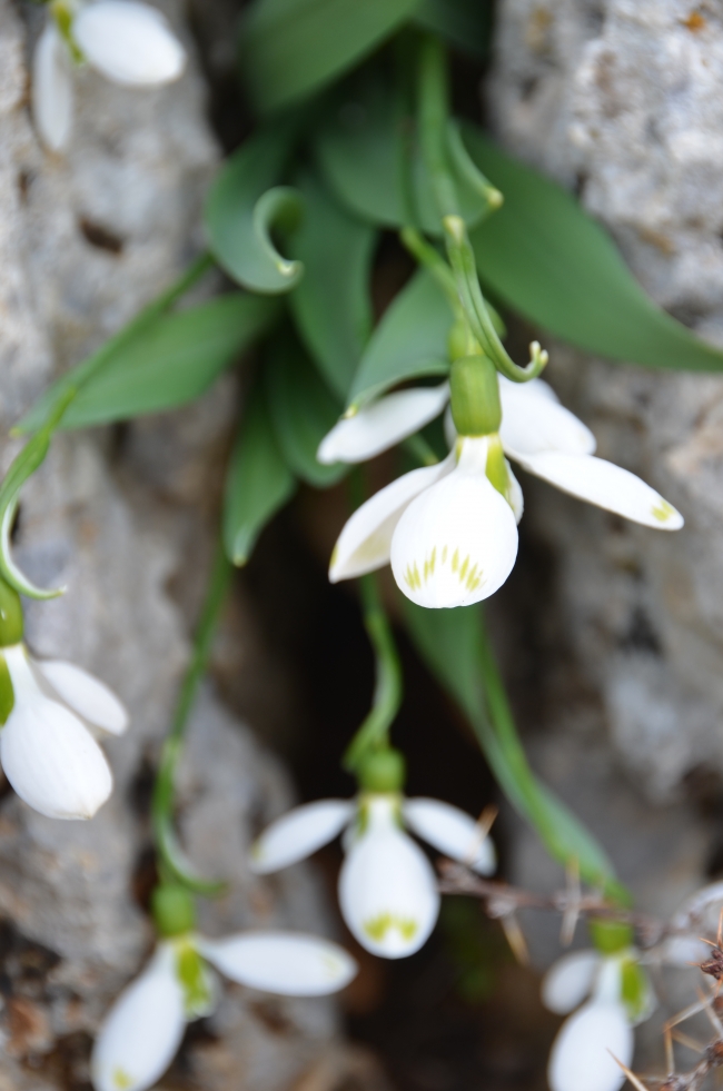 Baharın habercisi kardelenler, kendini gösterdi