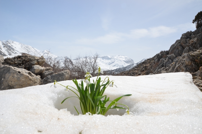 Baharın habercisi kardelenler, kendini gösterdi