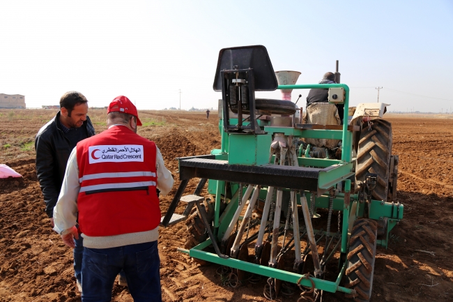 Suriye'nin buğday çeşitleri Türkiye'de hayat bulacak