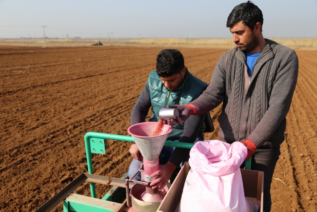 Suriye'nin buğday çeşitleri Türkiye'de hayat bulacak