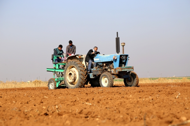 Suriye'nin buğday çeşitleri Türkiye'de hayat bulacak