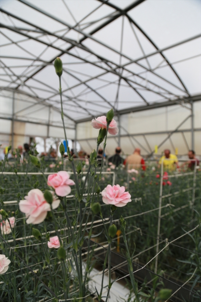 Türkiye'nin ilk yerli karanfili "Likya Kaya" tescillendi