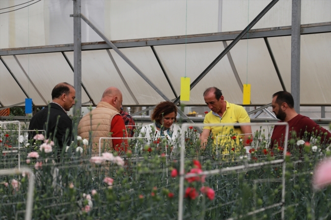 Türkiye'nin ilk yerli karanfili "Likya Kaya" tescillendi