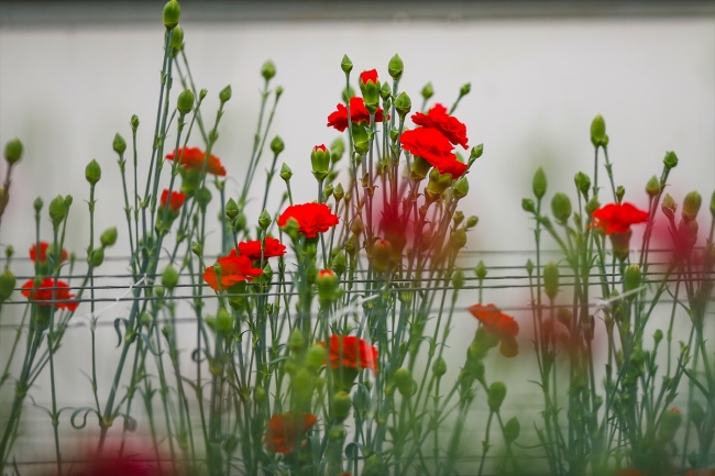 Türkiye'nin ilk yerli karanfili "Likya Kaya" tescillendi