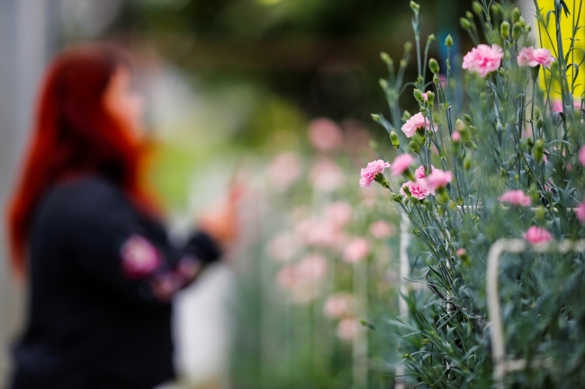Türkiye'nin ilk yerli karanfili "Likya Kaya" tescillendi