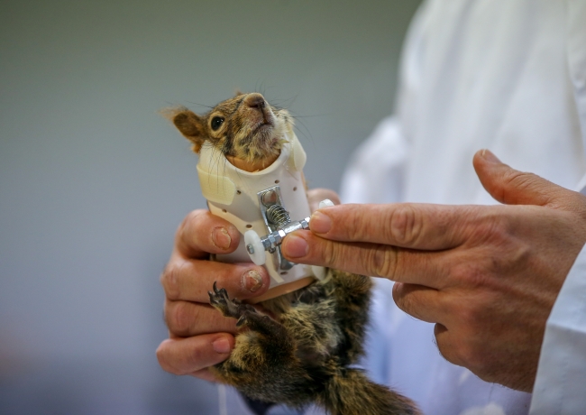 Karamel'e geçici protez