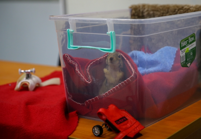 Karamel'e geçici protez