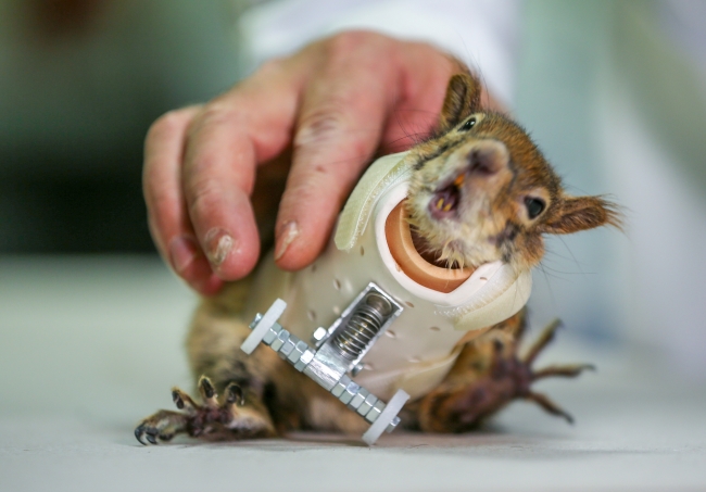 Karamel'e geçici protez