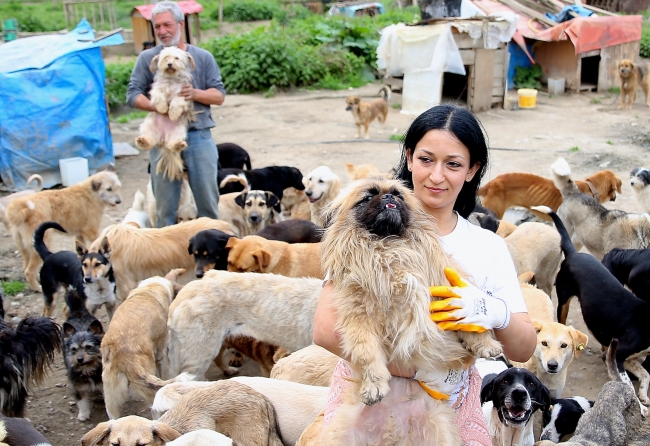 Sokak hayvanlarına müzikli terapi