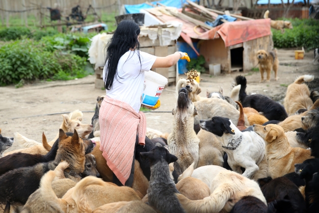 Sokak hayvanlarına müzikli terapi