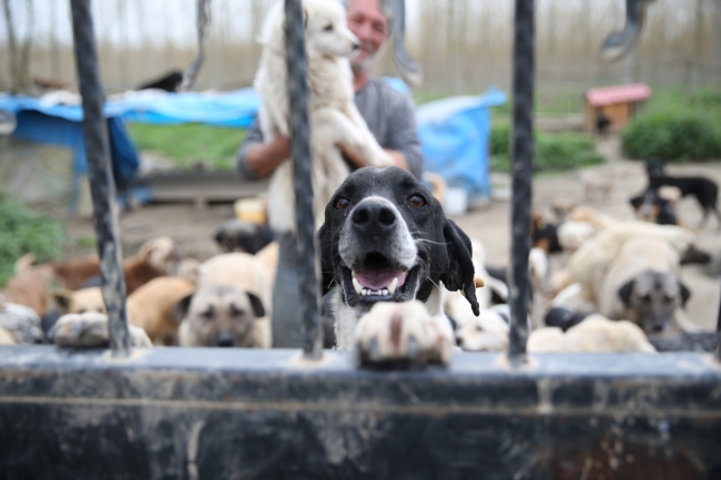 Sokak hayvanlarına müzikli terapi