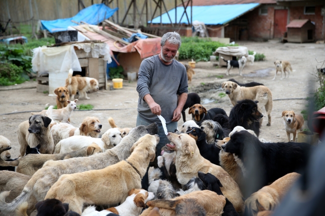 Sokak hayvanlarına müzikli terapi
