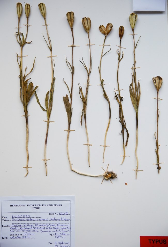 Türkiye'de keşfedilen 'haslale' literatüre girdi