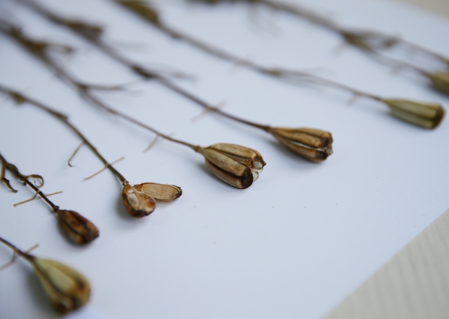 Türkiye'de keşfedilen 'haslale' literatüre girdi