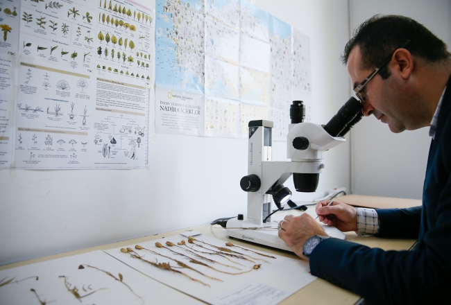 Türkiye'de keşfedilen 'haslale' literatüre girdi