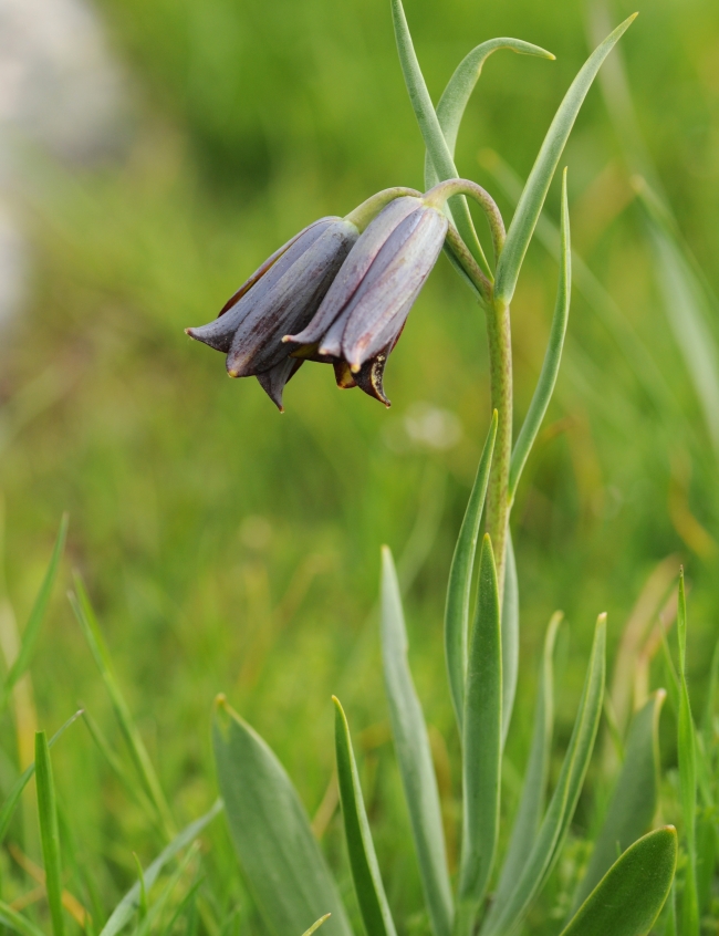 Türkiye'de keşfedilen 'haslale' literatüre girdi
