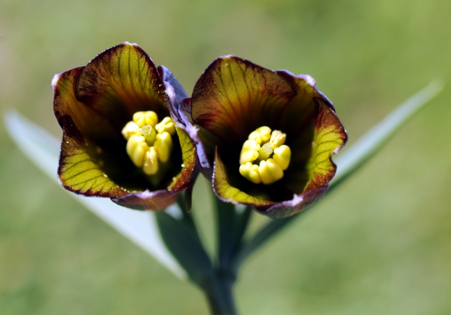 Türkiye'de keşfedilen 'haslale' literatüre girdi