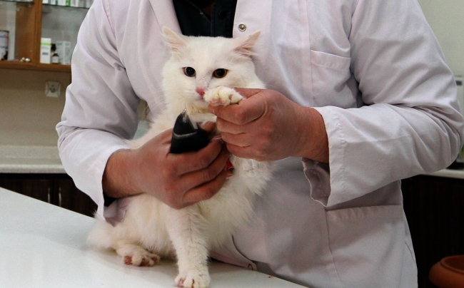 Van kedilerine özel bakım yapılıyor