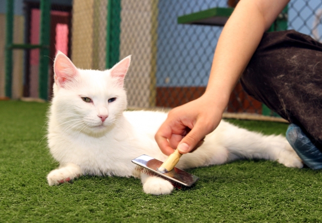 Van kedilerine özel bakım yapılıyor