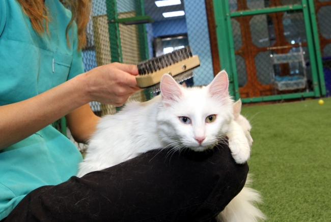 Van kedilerine özel bakım yapılıyor