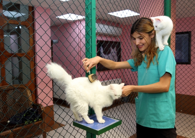 Van kedilerine özel bakım yapılıyor